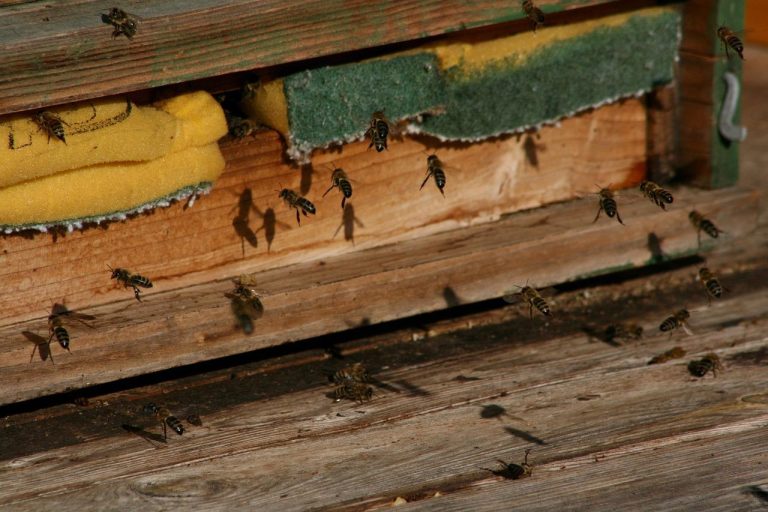Home Propolis neurobiologie onderzoek: bioactieve componenten van bijenlijm voor bescherming van het zenuwstelsel